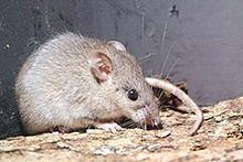Limestone rat httpsuploadwikimediaorgwikipediaththumbb