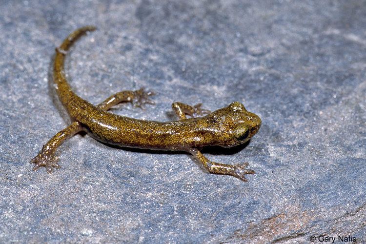 Limestone salamander wwwcaliforniaherpscomsalamandersimageshbrunus