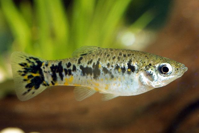 Limia Fish Identification