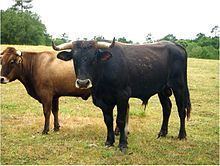 Limia cattle httpsuploadwikimediaorgwikipediacommonsthu