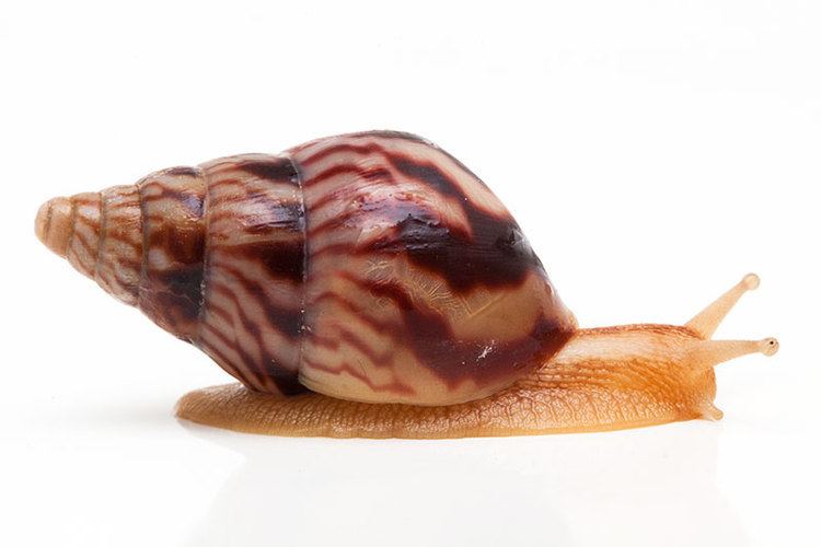 Limicolaria Snails of genus Limicolaria for sale