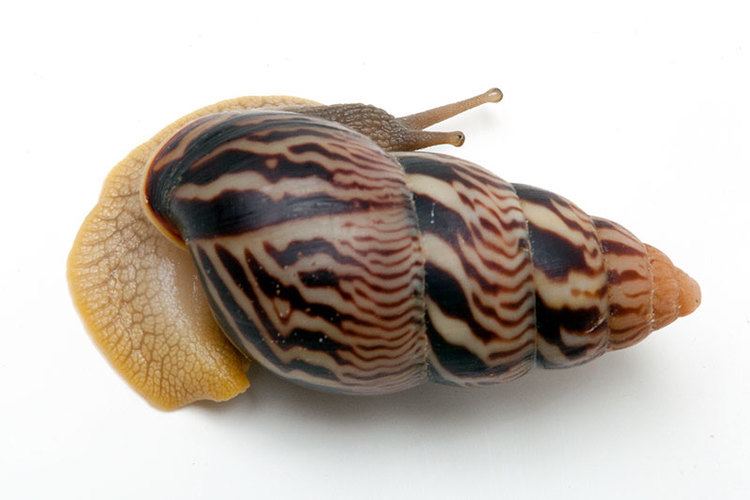 Limicolaria martensiana Snails of form Limicolaria martensiana Mbarara Uganda dark stripes