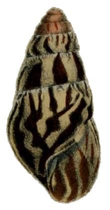 Limicolaria martensiana httpsuploadwikimediaorgwikipediacommonsthu