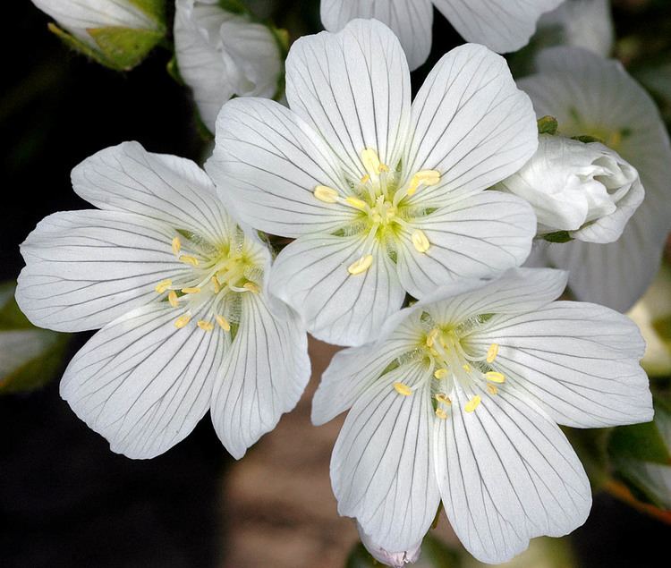 Limnanthes alba Oregon Flora Project