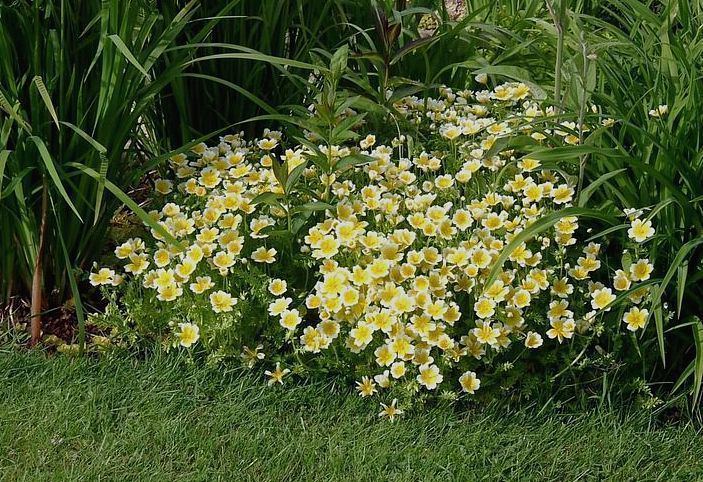 Limnanthes douglasii Beneficial Plant Spotlight Poached Egg Plant Limnanthes Douglasii