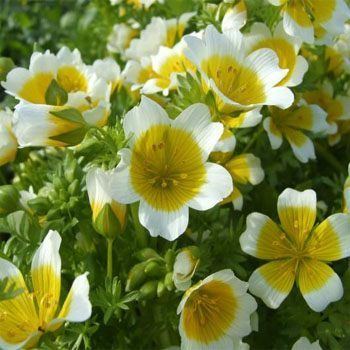 Limnanthes douglasii Limnanthes Douglasii Seeds Limnanthes Poached Egg Plant Ground