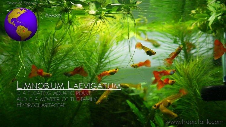 Limnobium laevigatum Floating Aquatic Plants Limnobium Laevigatum Amazon Frogbit