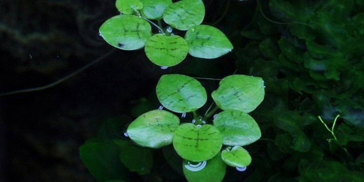 Limnobium laevigatum Limnobium laevigatum Tropica Aquarium Plants