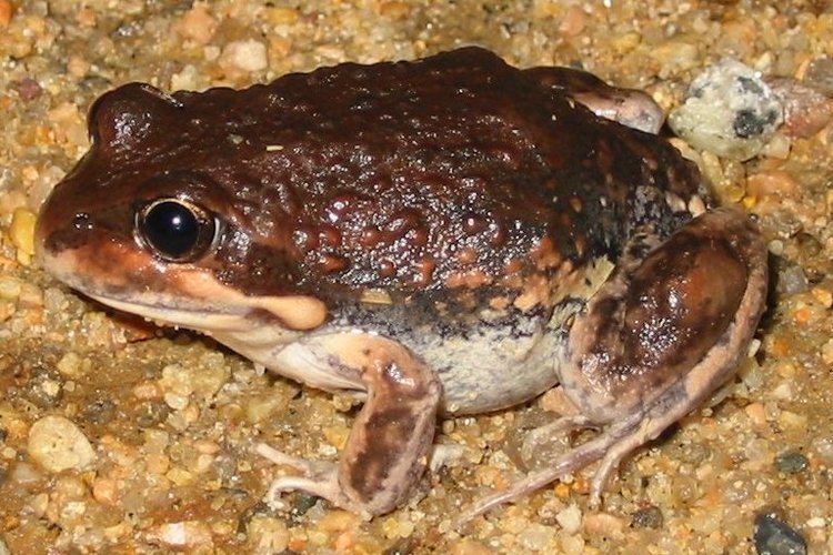 Limnodynastes CalPhotos Limnodynastes dumerilii Bullfrog Pobblebonk