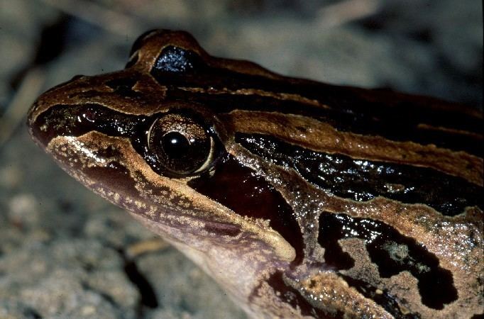 Limnodynastes Striped marshfrog Limnodynastes peronii Department of Environment