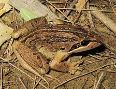 Limnodynastes httpsuploadwikimediaorgwikipediacommonsthu