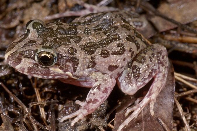 Limnodynastes Marbled frog Limnodynastes convexiusculus Department of