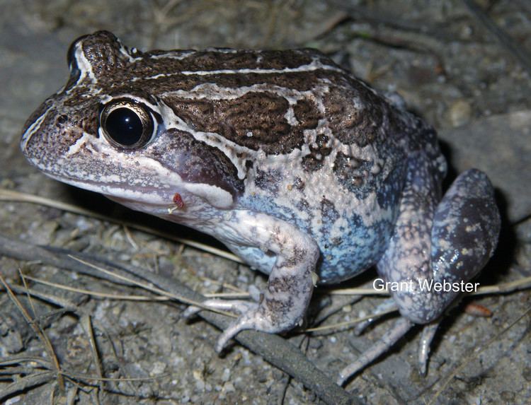 Limnodynastes dumerilii Limnodynastes dumerilii insularis Southern Banjo Frog Flickr