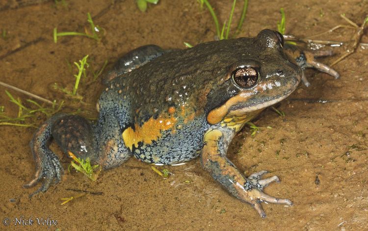 Limnodynastes dumerilii Eastern Banjo Frog Limnodynastes dumerilii Nick Volpe Flickr