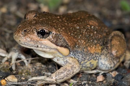 Limnodynastes dumerilii Eastern pobblebonk Limnodynastes dumerilii Eastern pobbl Flickr