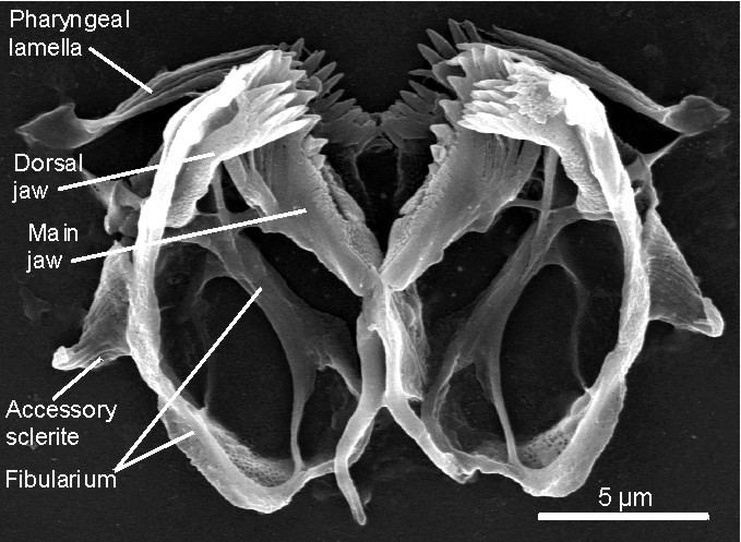 Limnognathia Limnognathia