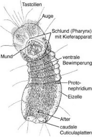 Limnognathia Limnognathia Lexikon der Biologie Spektrum der Wissenschaft