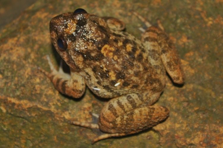 Limnonectes fujianensis FileBigheaded Frog Limnonectes fujianensis 9jpg