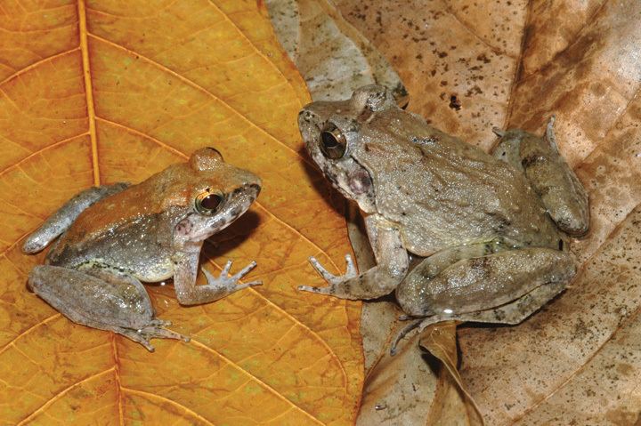 Limnonectes larvaepartus Unique Sulawesi frog gives birth to tadpoles Berkeley News