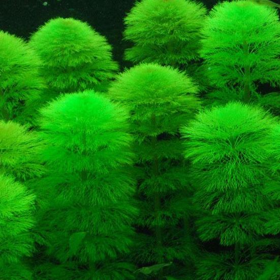 Limnophila (plant) Limnophila Aromatica Green Aquatic plant for sale and where to buy