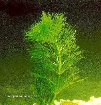 Limnophila (plant) Limnophila Ambulia