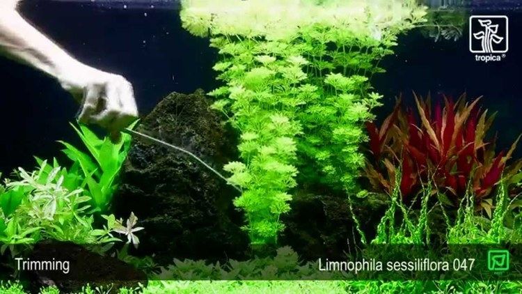 Limnophila sessiliflora Limnophila sessiliflora YouTube