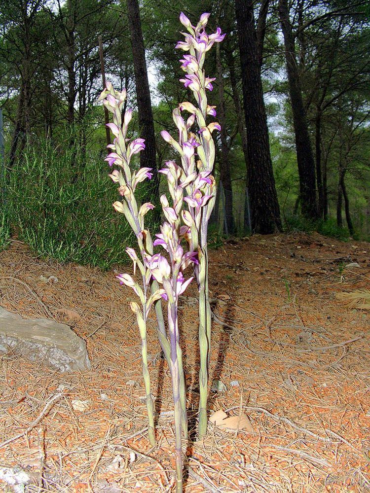 Limodorum abortivum FileLimodorum abortivum Mallorca 02jpg Wikimedia Commons