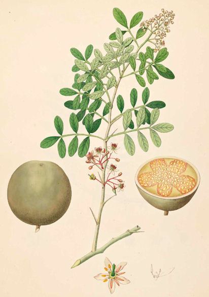 Limonia acidissima Limonia acidissima Health effects and herbal facts