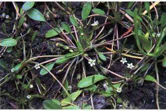 Limosella aquatica Plants Profile for Limosella aquatica water mudwort