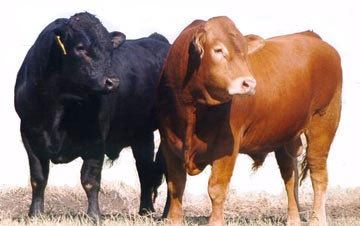 Limousin cattle Limousin Cattle