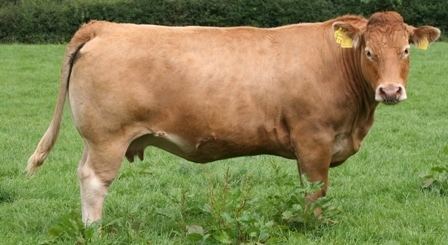 Limousin cattle Limousin cattle on emaze