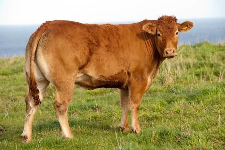 Limousin cattle 10 Things You Should Know about Limousin Cattle THATSFARMINGCOM