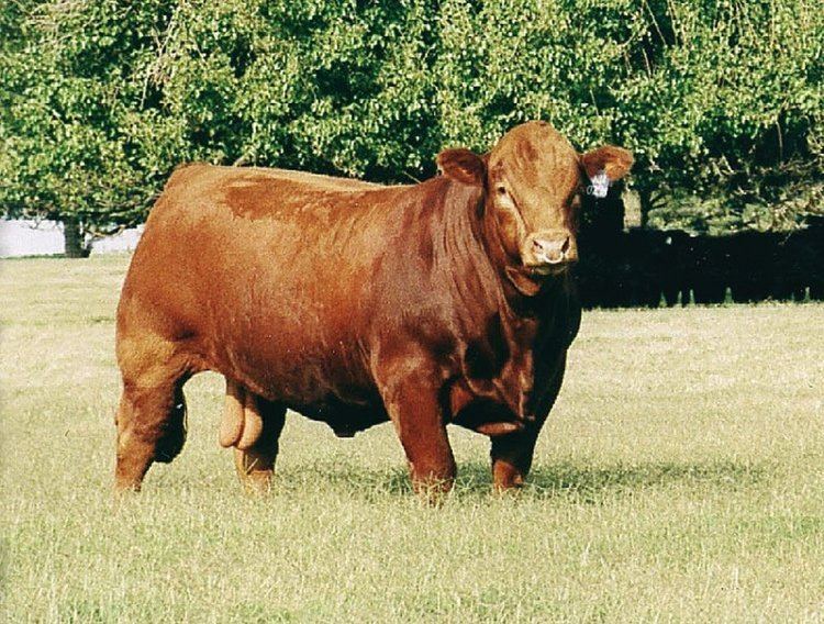 Limousin cattle Breeds of Livestock Limousin Cattle Breeds of Livestock
