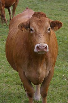 Limousin cattle httpsuploadwikimediaorgwikipediacommonsthu