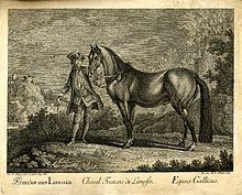 Limousin horse uploadwikimediaorgwikipediacommonsthumb112