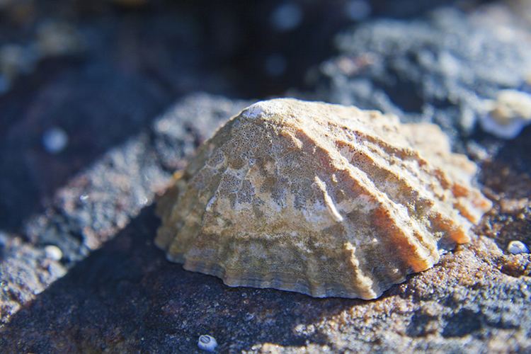 Limpet Limpet on Flipboard