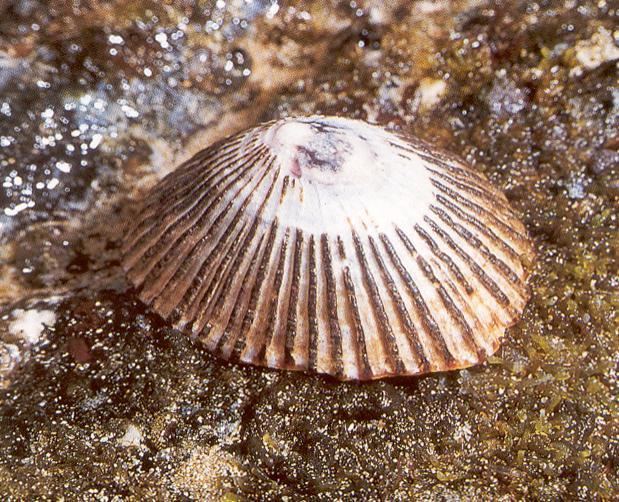 Limpet AWordADay limpet
