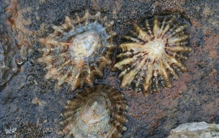 Limpet Common Limpet Oceana