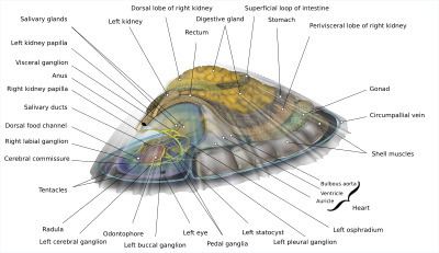 Limpet Limpet Wikipedia