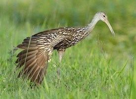 Limpkin Limpkin Identification All About Birds Cornell Lab of Ornithology
