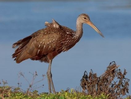 Limpkin Limpkin Identification All About Birds Cornell Lab of Ornithology