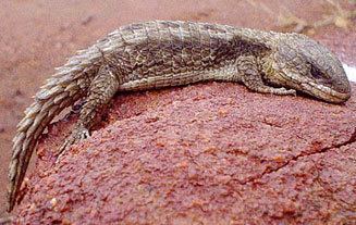 Limpopo girdled lizard wwwbiodiversityexplorerorgreptilessquamatacor