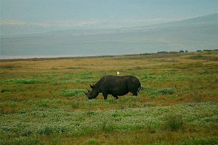 Limpopo National Park Rhinos Now Extinct In Mozambique39s Limpopo National Park Gadling