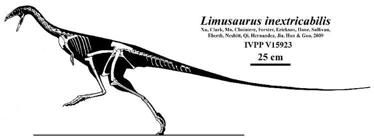 Limusaurus Limusaurus Pictures amp Facts The Dinosaur Database