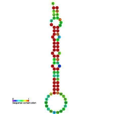 Lin-4 microRNA precursor