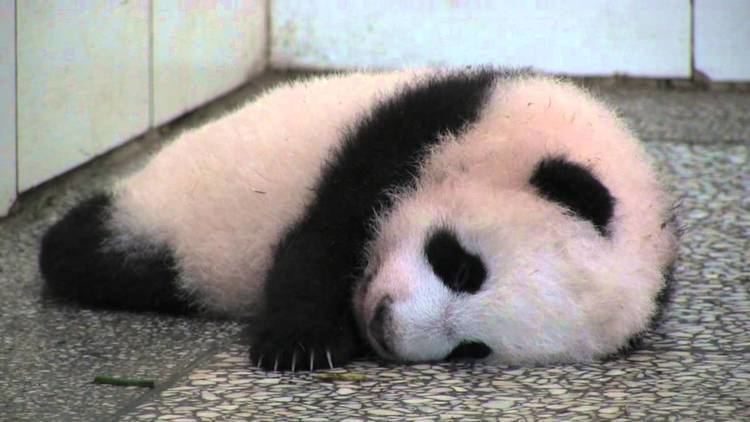 Lin Bing Panda Profile Lin Bing amp Cub 2 YouTube