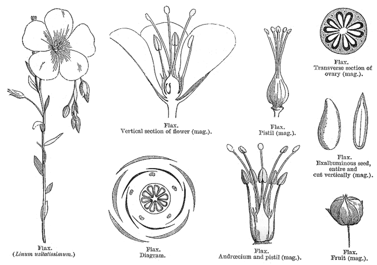 Linaceae Angiosperm families Linaceae SF Gray