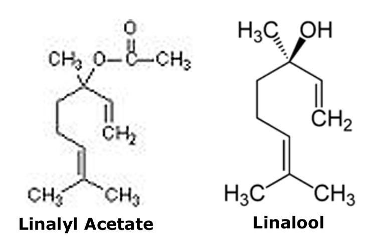 Linalyl acetate What are the ingredients in lavender oil Jersey Lavender