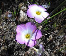 Linanthus dianthiflorus httpsuploadwikimediaorgwikipediacommonsthu