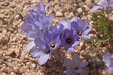 Linanthus parryae httpsuploadwikimediaorgwikipediacommonsthu